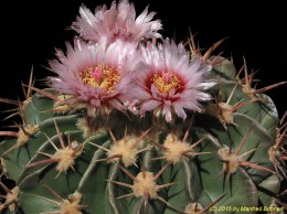 Echinocactus texensis 793